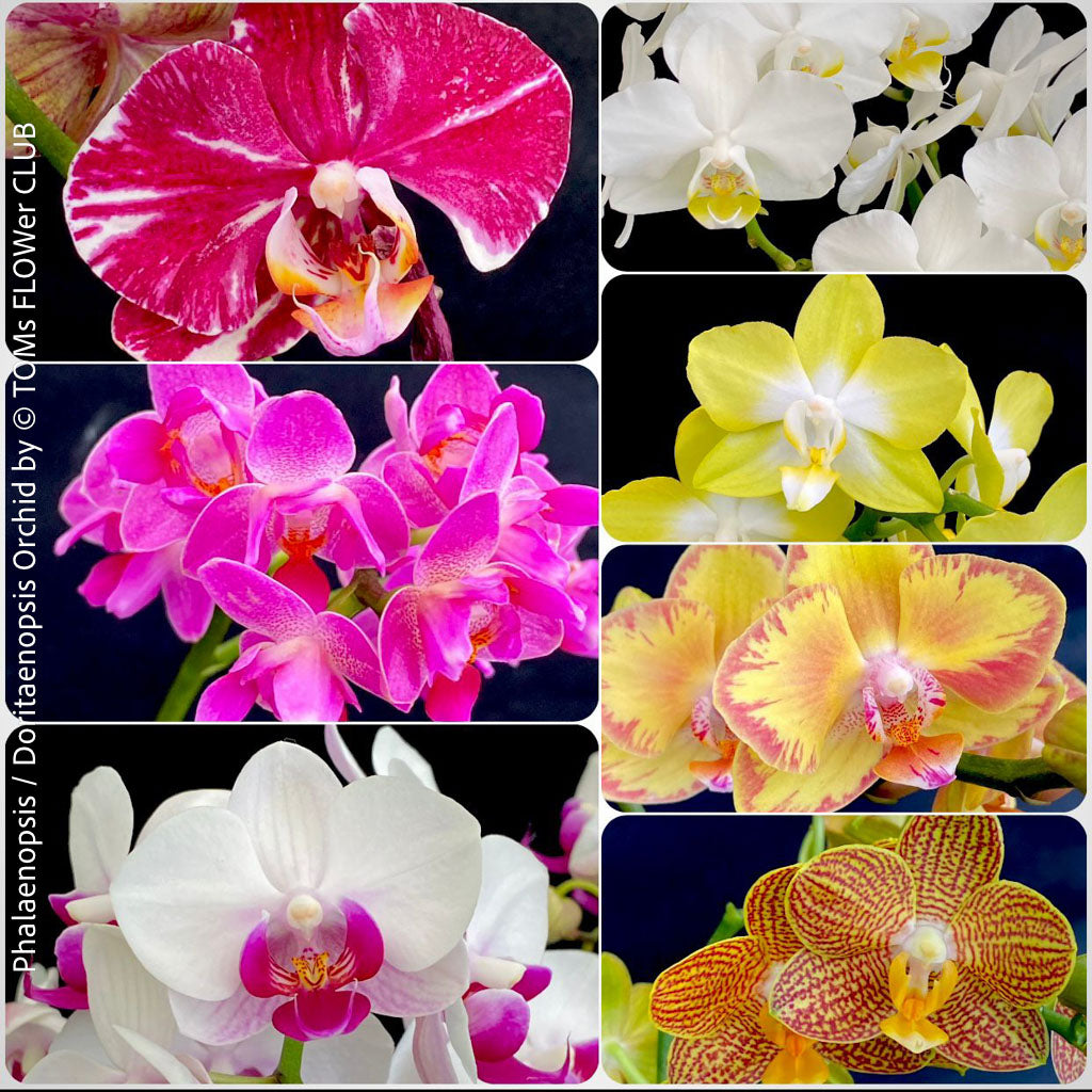 How to Take Care of Phalaenopsis & Doritaenopsis Orchids