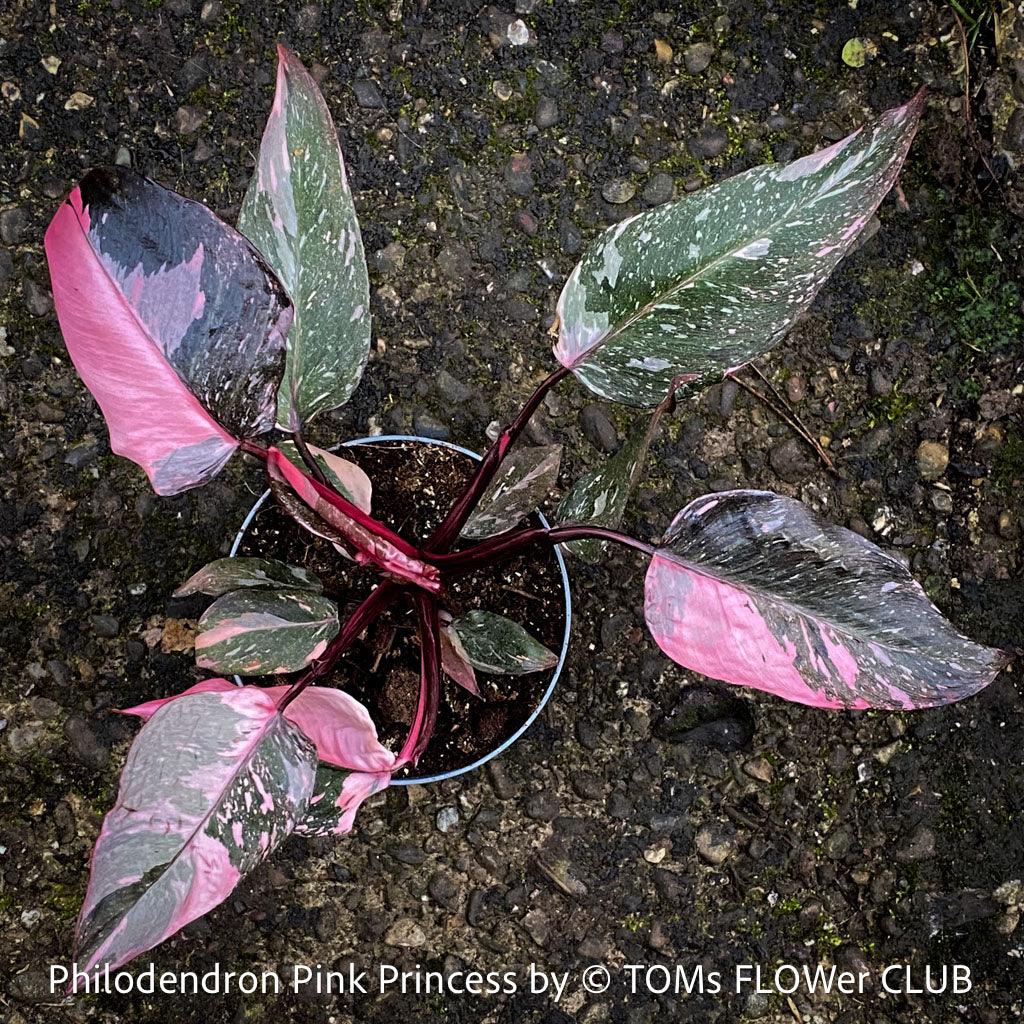 Philodendron ‘Pink Princess’ – The Regal Beauty of the Aroid World