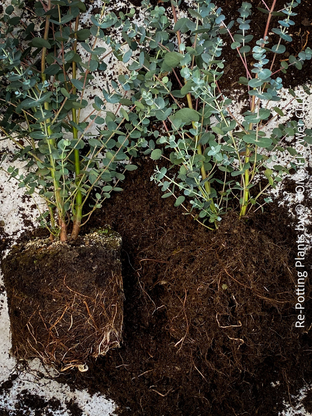 How to Re-pot Plants Correctly | Step-by-Step Guide for Healthy Root G ...