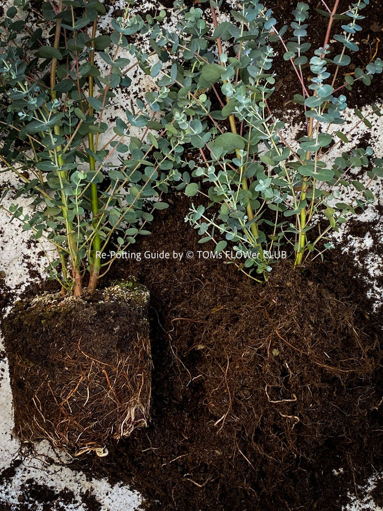 plant pot tall Tall Modern Planter Pot, Tapered Cylinder Design main image 0