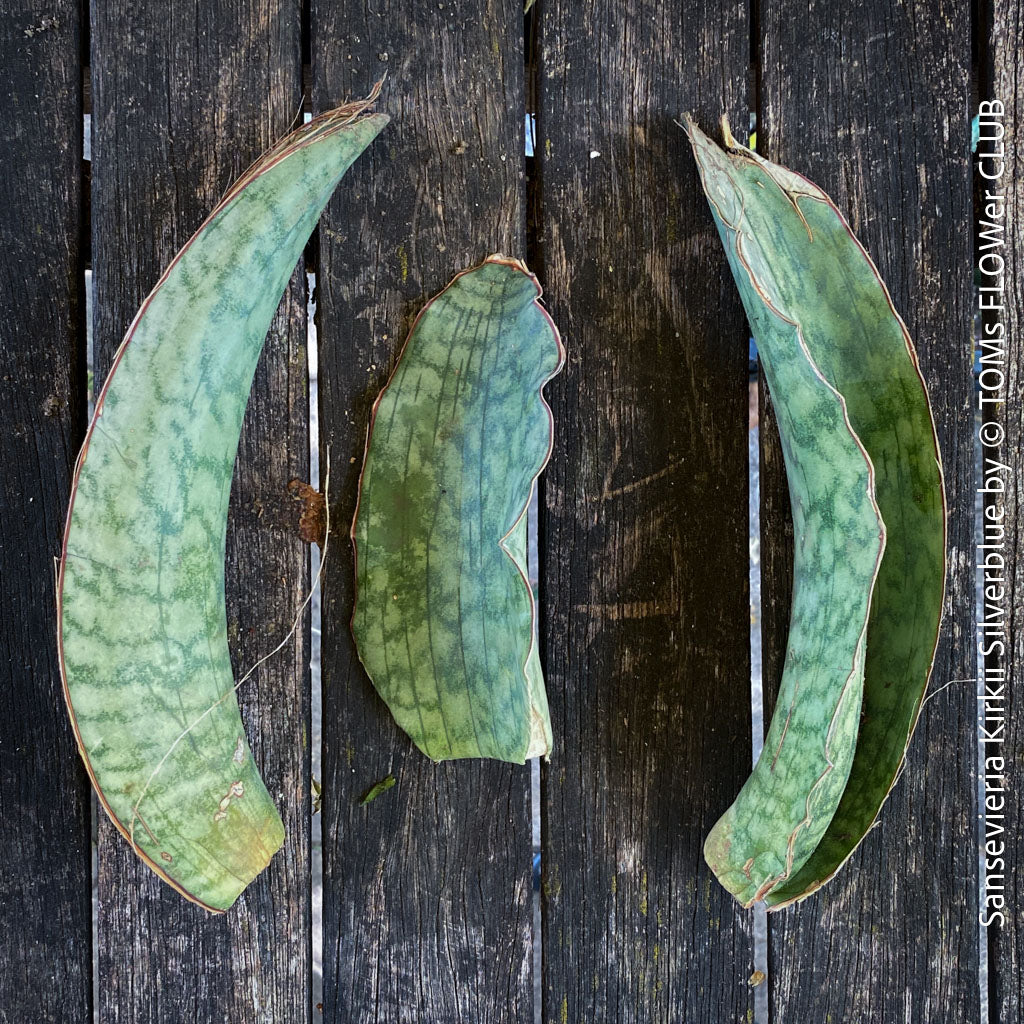 Sansevieria leaf cuttings prepared for propagation in organic soil