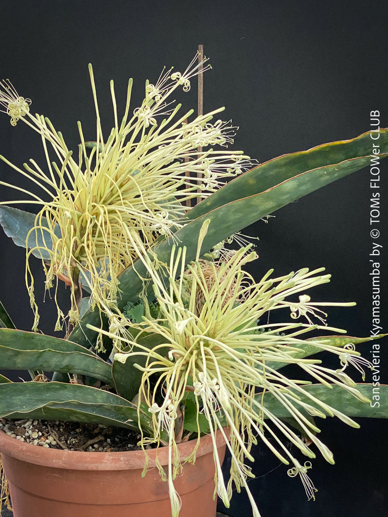 Sansevieria ‘Kyamasumba’ flowering in the TOMs FLOWer CLUB collection