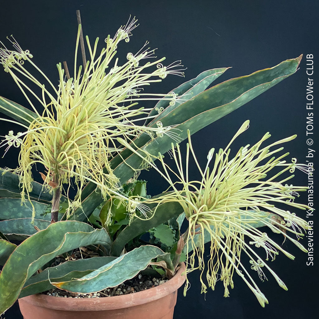 Rare Sansevieria kismayo star-shaped rosette from TOMs FLOWer CLUB's collection