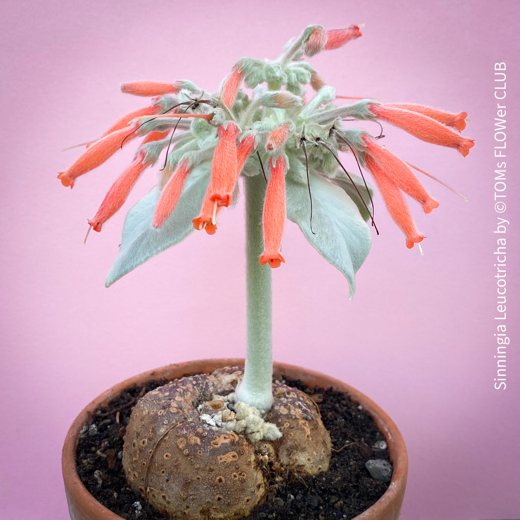 Sinningia leucotricha, TOMs FLOWer CLUB, caudex plant