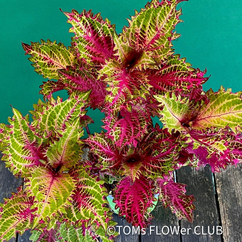 Coleus, care guide, TOMs FLOWer CLUB