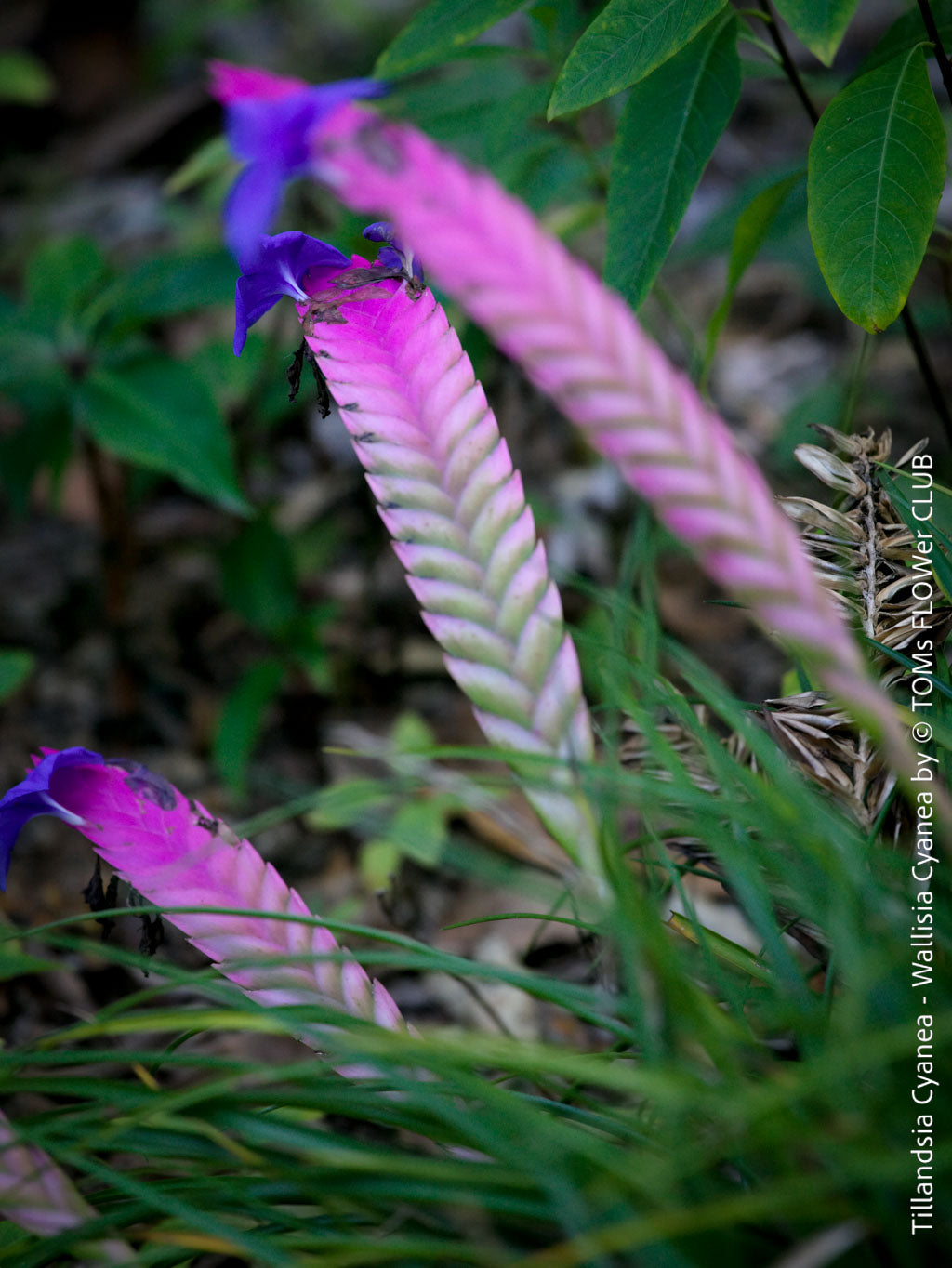 Tillandsia Cyanea vs. Wallisia Cyanea - What is the difference? | TOMs ...