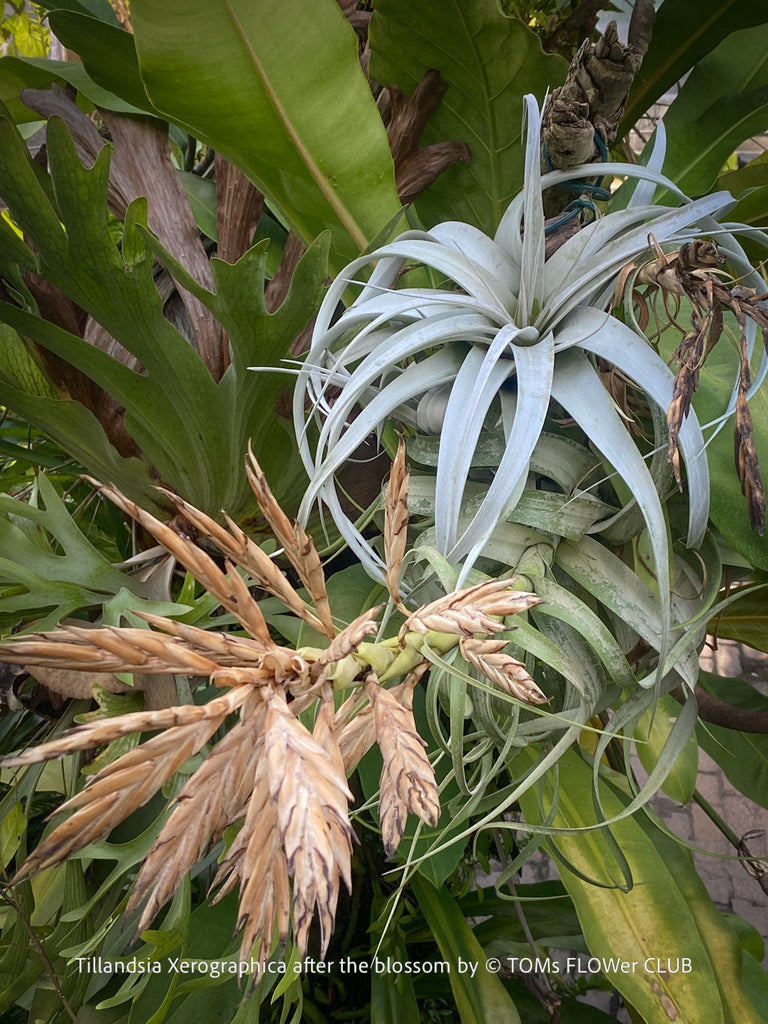 Tillandsia Xerographica, after the blossom, plant acre guide, air plants for sale at TOMs FLOWer CLUB