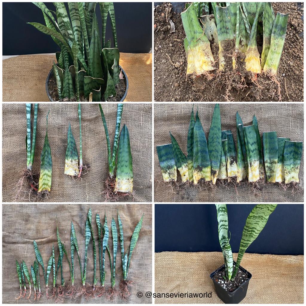Sansevieria propagation, step by step guide at TOMs FLOWer CLUB