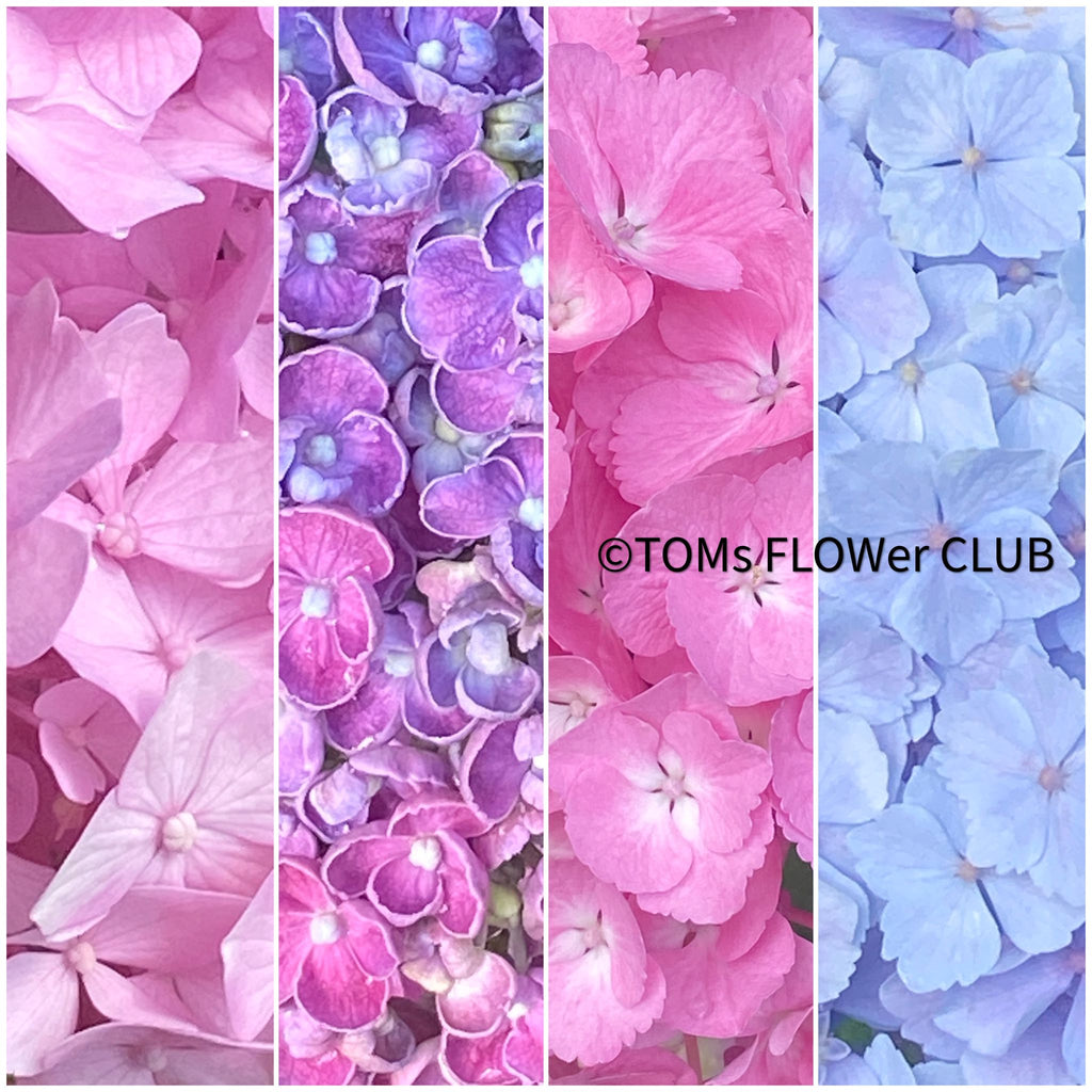 TOMs FLOWer CLUB, Hortensien, Hortensia, pink love, pink lover, Vier Waldstädtersee, Luzerm, Hortensia Garden at Meggenhorn Castle, Schloss Meggenhorn 