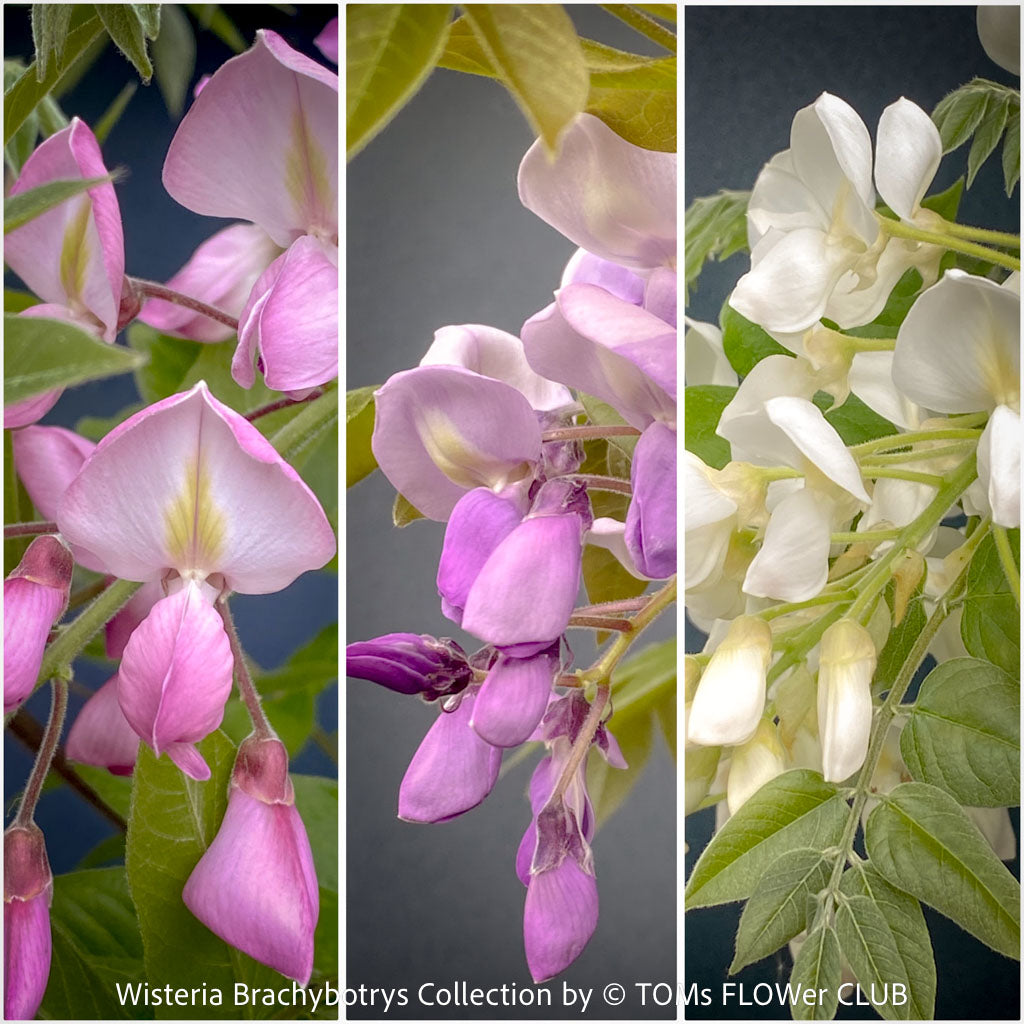 Wisteria brachybotrys – The Refined Japanese Wisteria | Shiro Kapitan, Showa Beni & Okayama at TOMs FLOWer CLUB