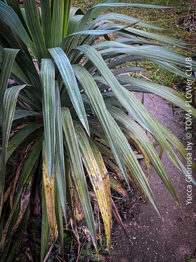 Yucca Gloriosa, TOMs FLOWer CLUB, organically grown, hardiness