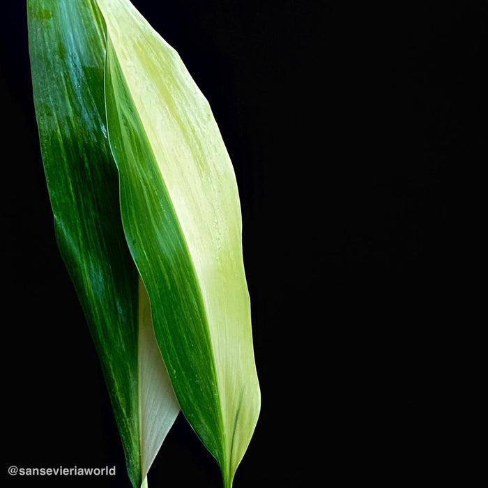 Organically grown aspidistra plants for sale at TOMs FLOWer CLUB 