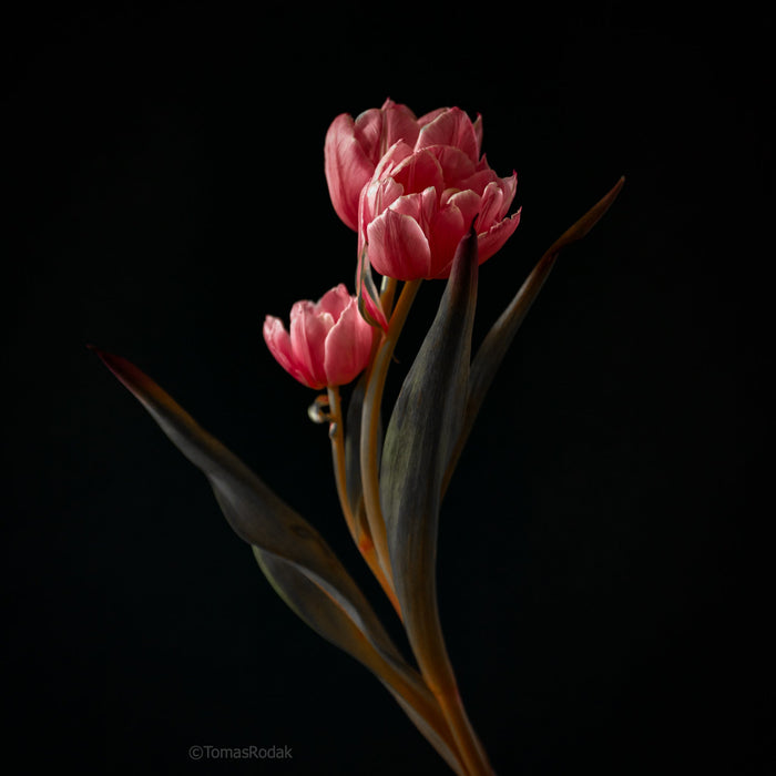 Tulip photo collection by TOMas Rodak, TOMS FLOWer CLUB for sale at TOMs FLOWer CLUB 