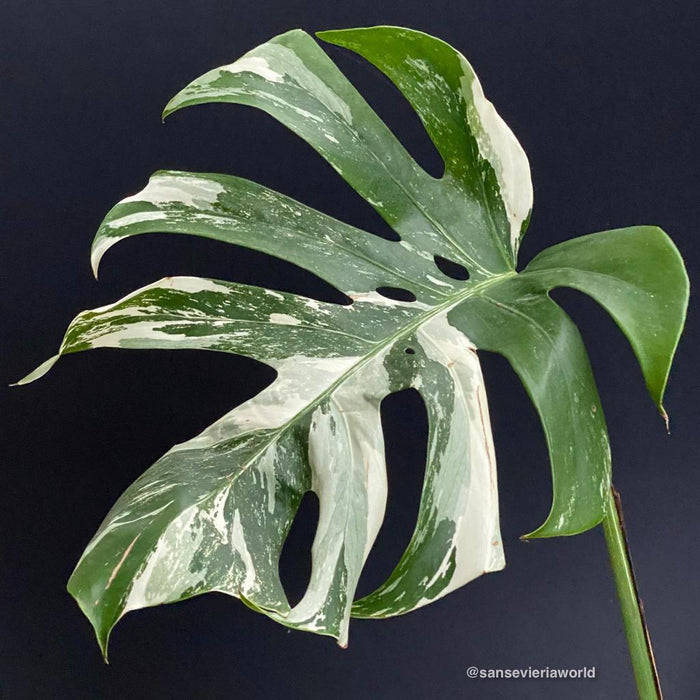 Organically grown monstera plants for sale at TOMs FLOWer CLUB 