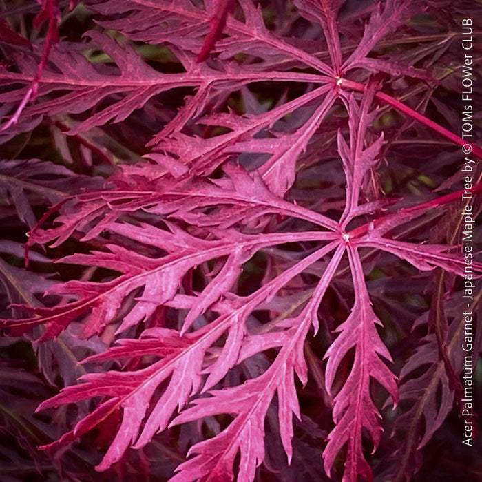Acer Palmatum Garnet, Japanese Maple Tree, TOMs FLOWer CLUB