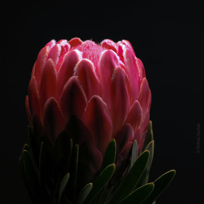 TOMs FLOWer CLUB, TOMas Rodak, Protea, Sugarbush, floral photography, South Africa, South African Flora