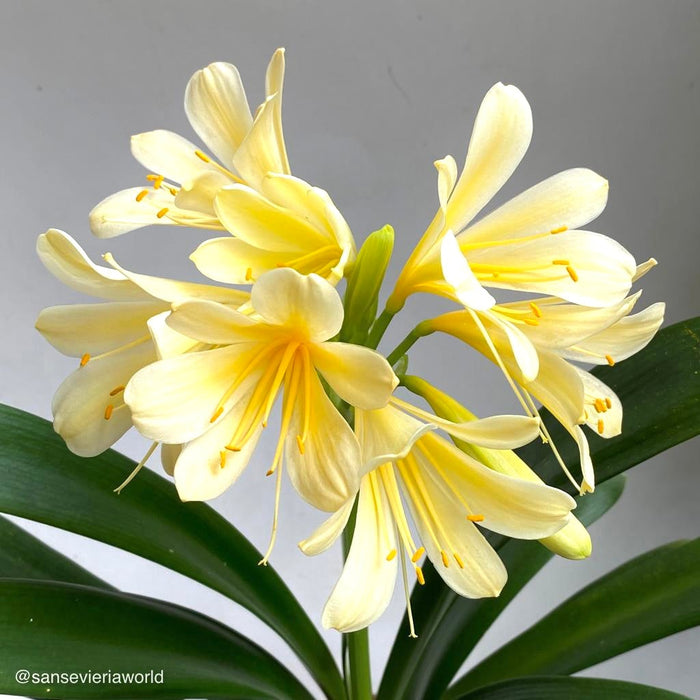 Organically grown clivia plants for sale at TOMs FLOWer CLUB 