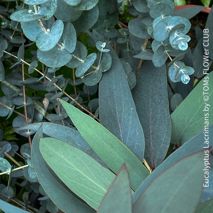 Eucalyptus, hardy plants, draught resistent plants, TOMs FLOWer CLUB