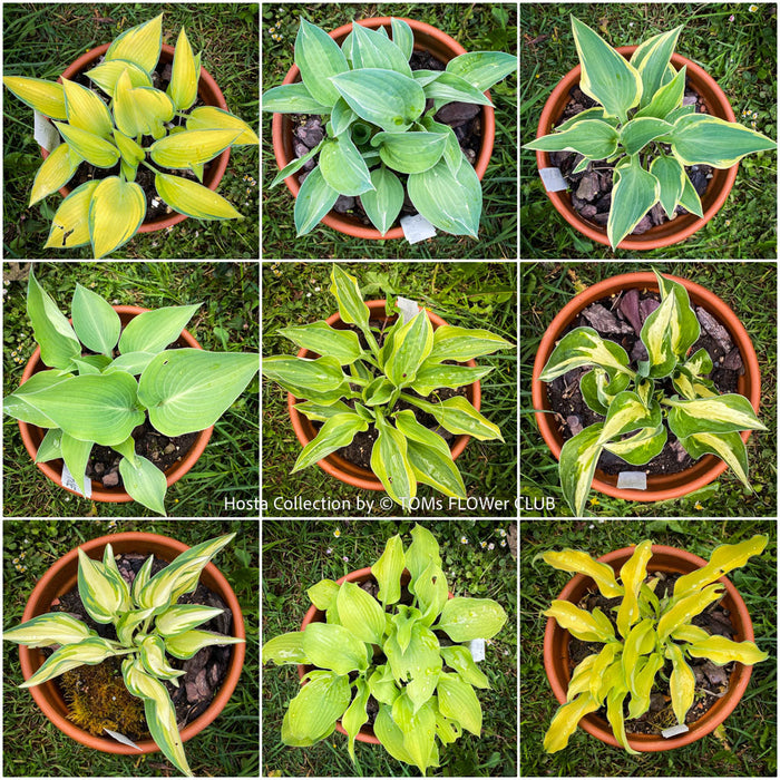 Hosta for sale in Switzerland at TOMs FLOWer CLUB, organically grown plants 