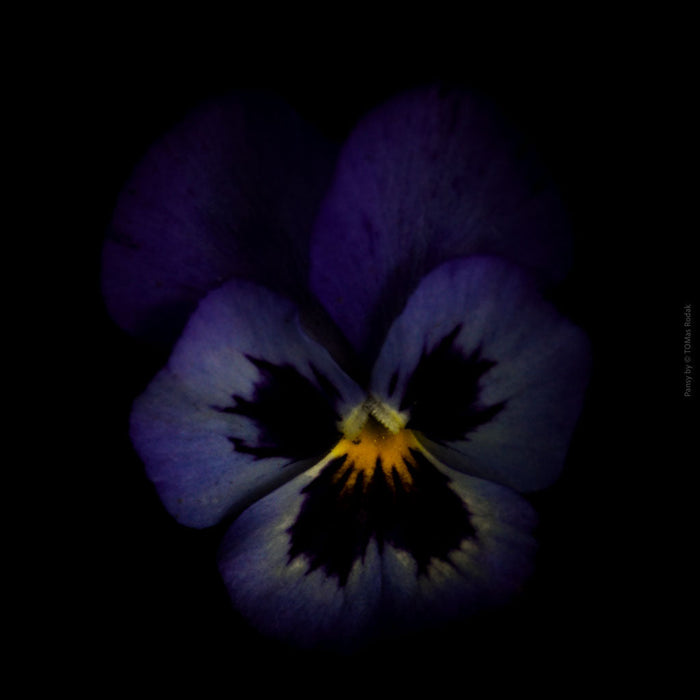 Pancy, photo, Hasselblad, TOMas Rodak, TOMs FLOWer CLUB, floral photography