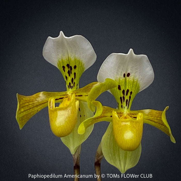  Paphiopedilum, Lady’s Slipper Orchid, organically grown, tropical plants, ORCHID, TOMs FLOWer CLUB, 