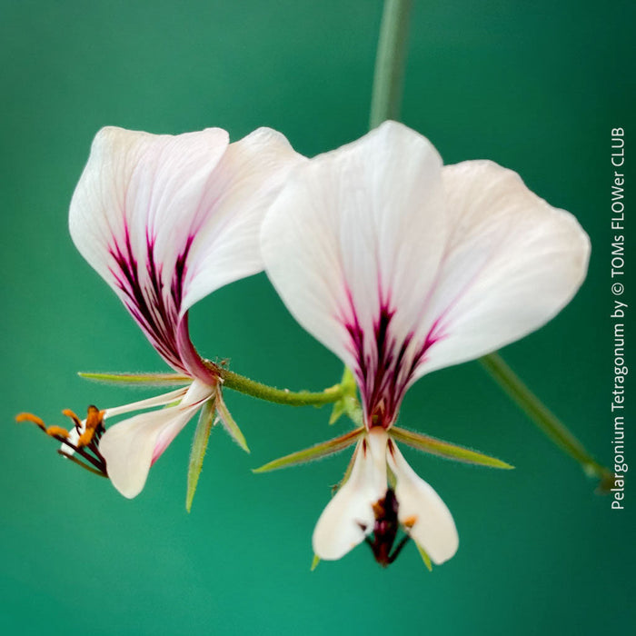 Pelargonium collection, Pelargonium Tetragonum, TOMs FLOWer CLUB
