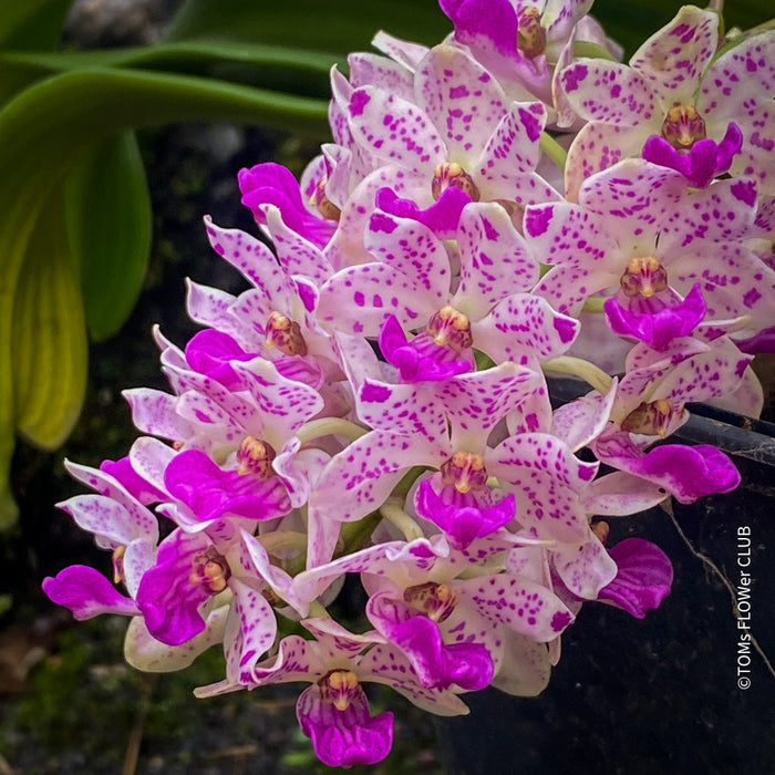 TOMs FLOWer CLUB, orchids, Orchideen, tropical plants for sale.