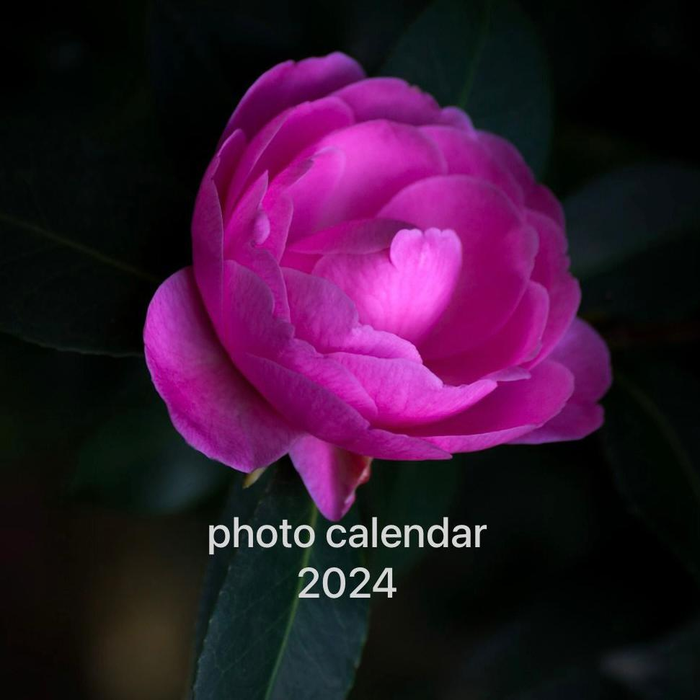 TOMs FLOWer CLUB, floral calendar, Wandkalender, Jahreskalender, Tomas Rodak, Photography, Dahlie, Peony, Caladium, Sansevieria