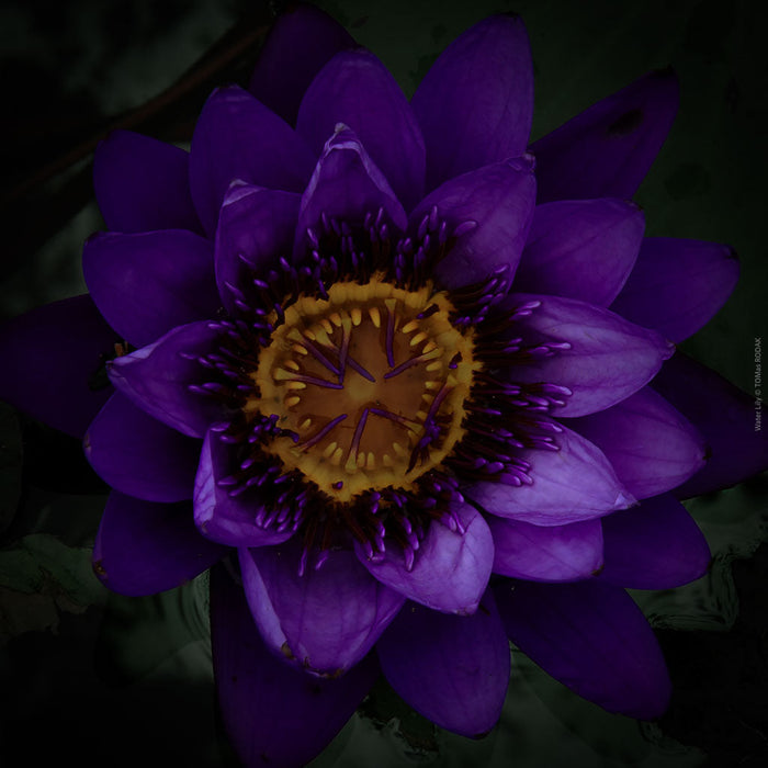 Water Lily, TOMs FLOWer CLUB, TOMas Rodak, Haselblad, Swiss photographer, floral photo, Seerosen