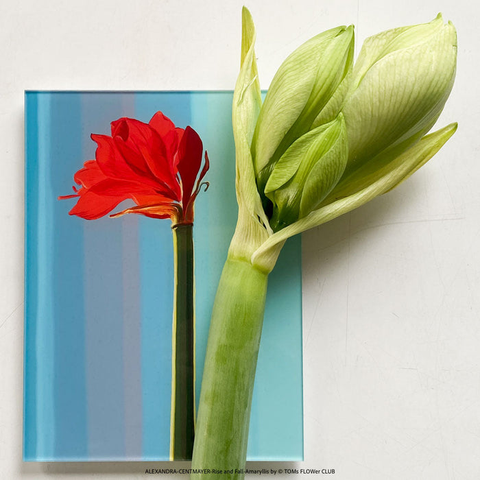 Alexandra Centmayer, Edition Rise and Fall, 2025, Hand-drawing on iPad Print, for sale at TOMs FLOWer CLUB