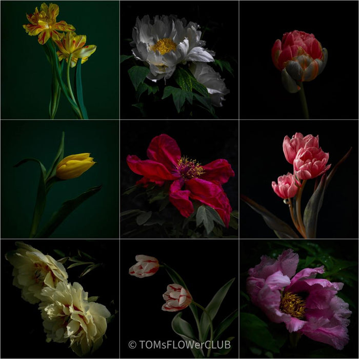 TOMas Rodak, TOMs FLOWer CLUB, floral art, Swiss photographer, art prints, prints, sale, Kunstdruck, florale Kunst, 