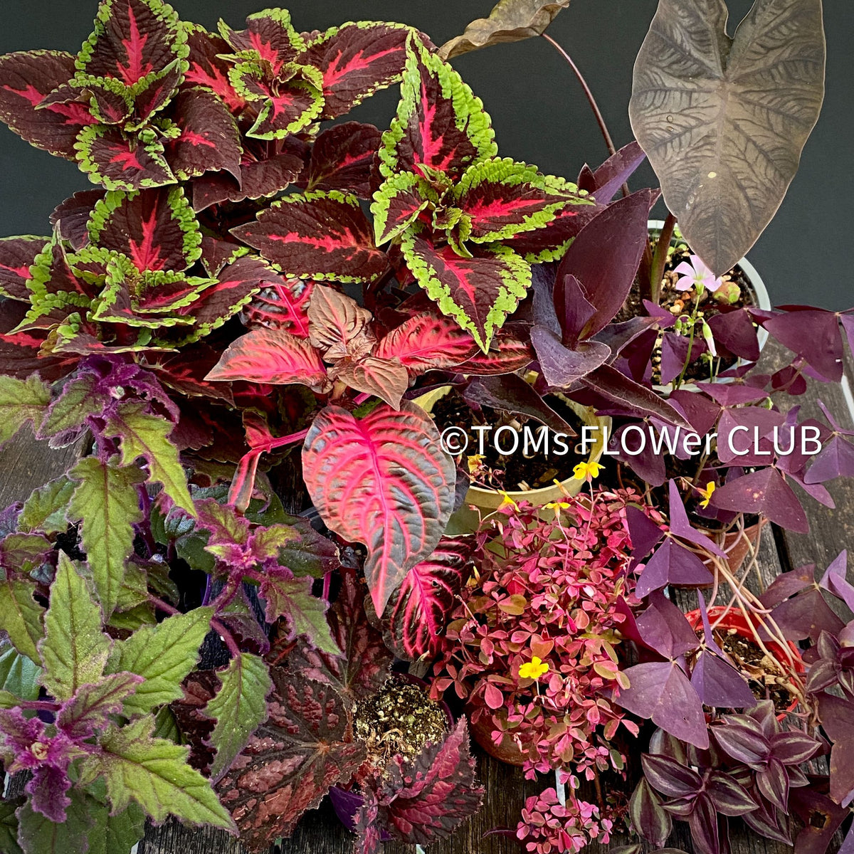 BURGUNDY FOLIAGE | organically grown plants for sale | TOMs FLOWer CLUB  tomsflowerclub.ch