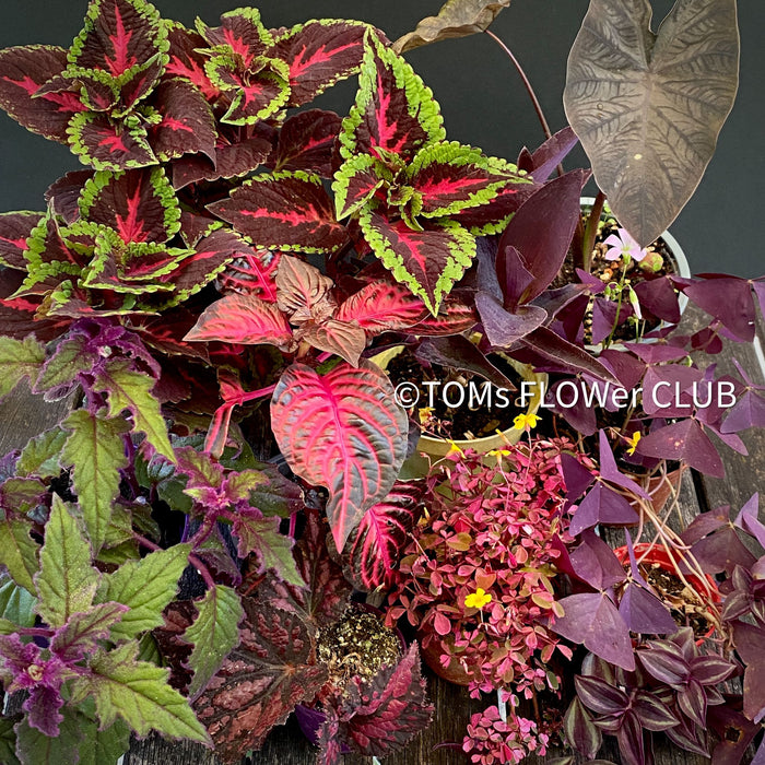 TOMs FLOWer CLUB, burgundy foliage, tropical plants, Zimmerpflanzen