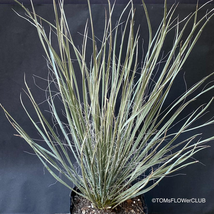 Yucca collection, organically grown succulent plants for sale at TOMs FLOWer CLUB