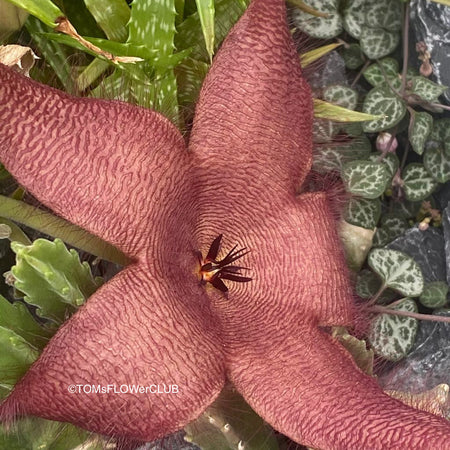 Flower of Stapelia gigantea, organically grown succulent plants for sale at TOMsFLOWer CLUB Stapelia Leendertziae Cristata for Sale Crested Starfish Flower Plant Exotic Succulent Species Unique Succulent Varieties Collector's Succulent Plant Rare and Unusual Plants TOMs FLOWer CLUB Exclusive Exquisite Floral Arrangements Uncommon Succulent Species Limited Edition Plant Exotic Plant Collection Unique Succulent Features Online Plant Shopping Exotic Succulent Marketplace Rare Plant Finds Cacti 