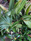 Organically grown Aspidistra Elatior Variegata plants for sale at TOMs FLOWer CLUB.