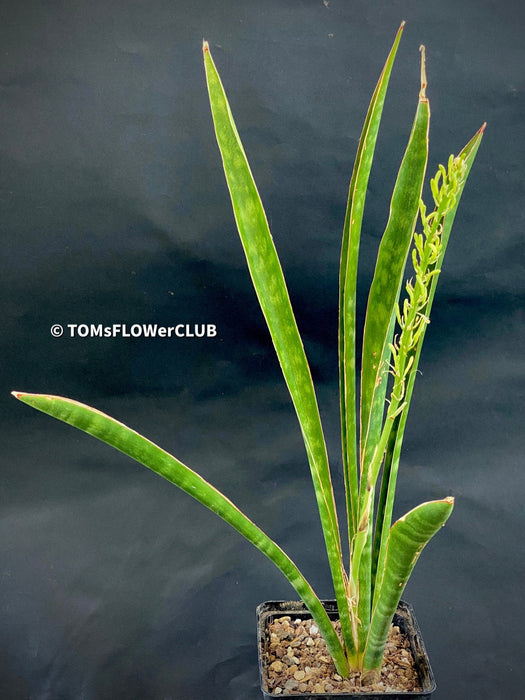 sansevieria aethiopica blue Sansevieria aethiopica | organically grown succulent plants