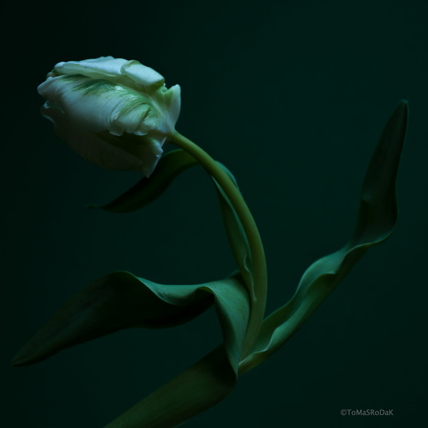 Tulips, paper prints and art photos taken by Tomas Rodak offered for sale by TOMs FLOWer CLUB. 