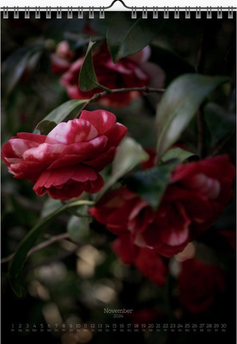 Tomas Rodak, Calendar 2024, Wandkalender, Kalendar, New year, neues Jahr, Neujahr, Kalendar, camellia, Kamelia, for sale by TOMs FLOWer CLUB.