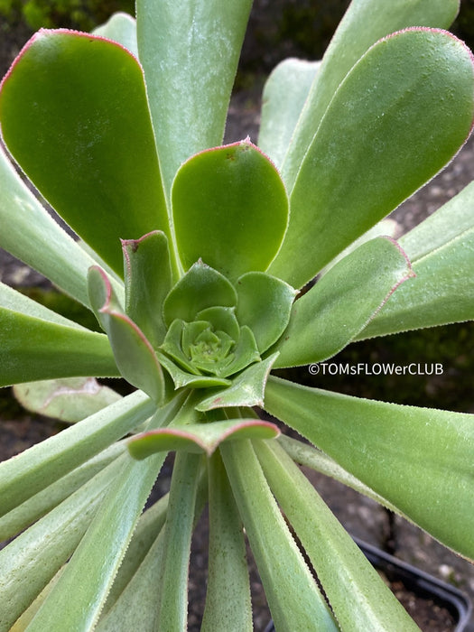 Aeonium hierrense by TOMsFLOWer CLUB, Sun loving organically grown succulent plant