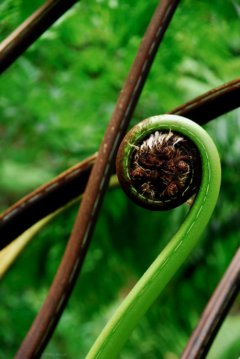 PHOTO PICTURE - FERN 1