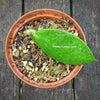 Hoya benitotanii, organically grown tropical hoya plants for sale at TOMsFLOWer CLUB.