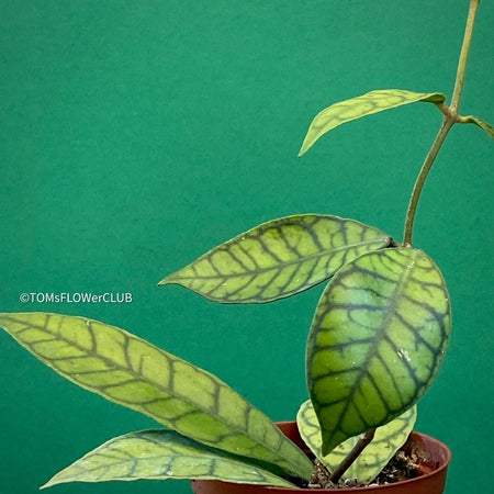 Hoya callistophylla short leaf, organically grown tropical plants for sale at TOMsFLOWer CLUB. 