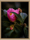 Tomas Rodak, Swiss photographer, floral photography, Camellia, Kamelie, Kamelia, pink, pink lover, TOMs FLOWer CLUB, TOMs ART FLOWer CLUB