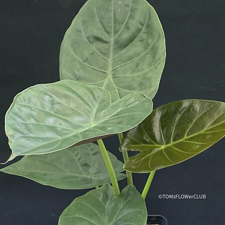 Alocasia Wentii - Elephant Ear, organically grown tropical plants for sale at TOMsFLOWer CLUB