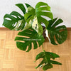 Monstera Deliciosa Borsigiana Albo Variegata White Variegated Monstera Rare Houseplants Indoor Plants Unique Plant Varieties Exotic Foliage Variegated Leaves Plant Collector Organic Cultivation Lush Greenery Variegated Houseplants Tom's Flower Club Plant Enthusiast Gardening Indoor Decor Tropical Plants Variegated Monstera for Sale Collector's Item Bright Indoor Spaces Leaf Variegation