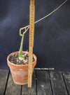 Adenia Glauca, organically grown tropical plants for sale at TOMs FLOWer CLUB, caudex, Kodex, Stamm, Wasserspeicher, 