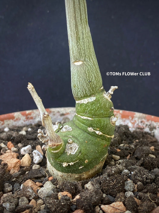 Adenia Glauca, organically grown tropical plants for sale at TOMs FLOWer CLUB, caudex, Kodex, Stamm, Wasserspeicher, 