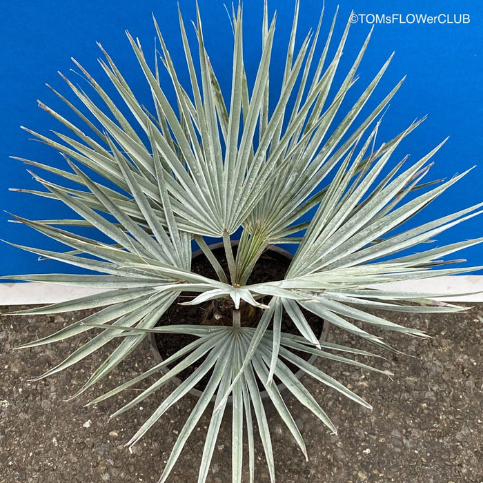 Brahea armata palm tree, organically grown plants for sale at TOMs FLOWer CLUB.