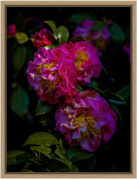Tomas Rodak, Swiss photographer, floral photography, Camellia, Kamelie, Kamelia, pink, pink lover, TOMs FLOWer CLUB, TOMs ART FLOWer CLUB, White wall, Lumas